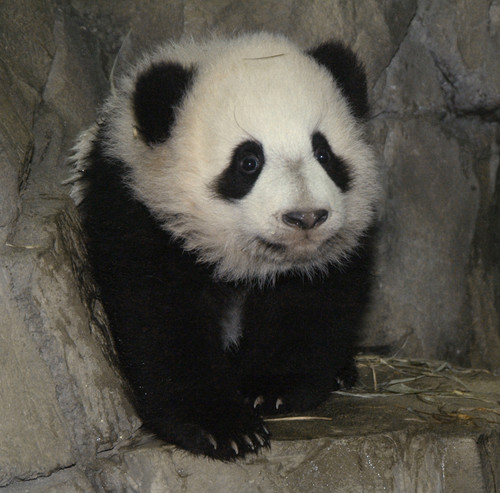 panda wielka