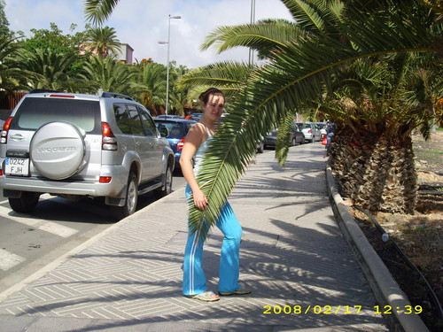 pod palm