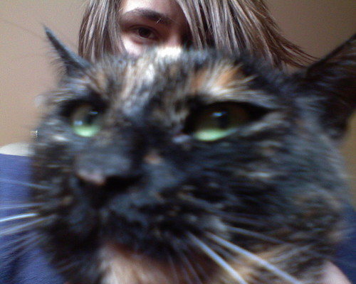 Anarchy cat