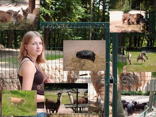 ZOO('',)