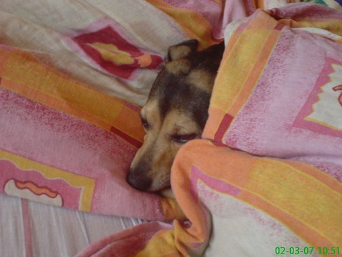 Delma