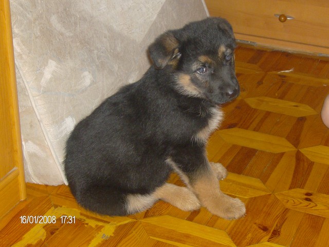Mj kochany piesek :)