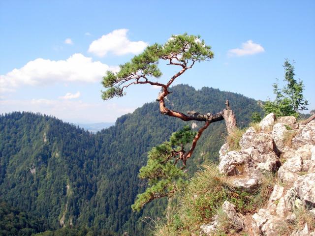 Sokolica - Pieniny.