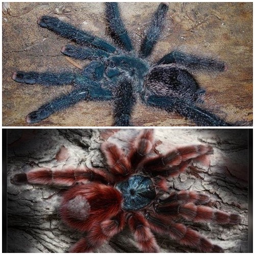 TO TYLKO AVICULARIA