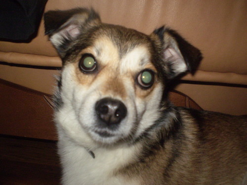 Dzeki