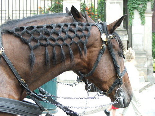konik