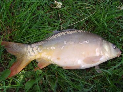 %&*****KARP%&****