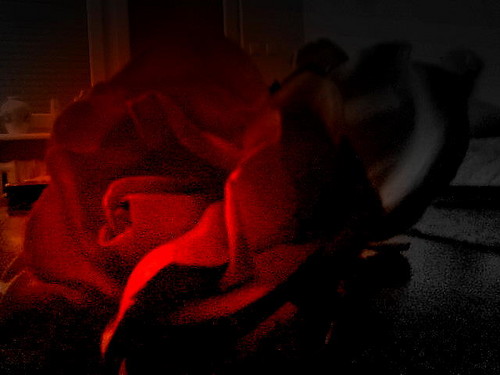 A Rose for the Dead