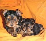 Yorki