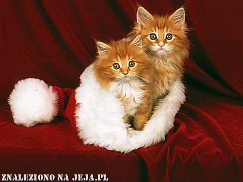 koteczki ;***