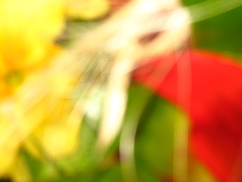 Hidden in flowers.