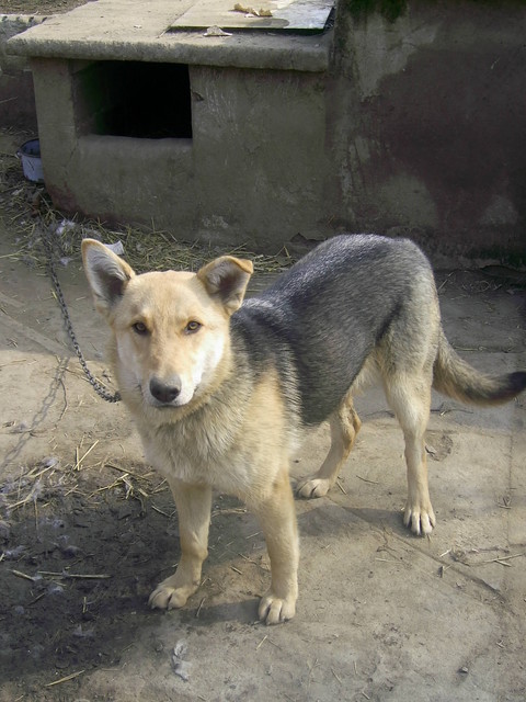 Sabuka ;*