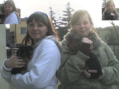 Yorki, Yoreczki