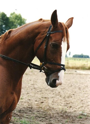 KONIK