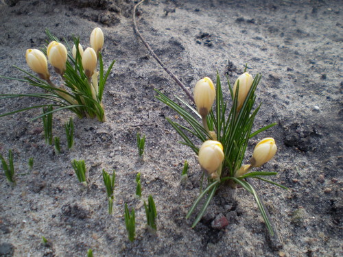 Spring