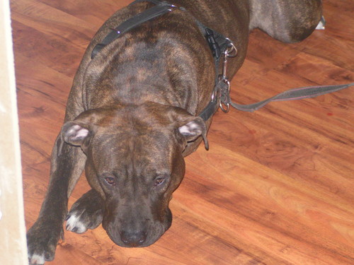 roxy