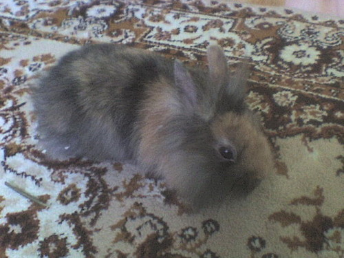 Krliczek ;]