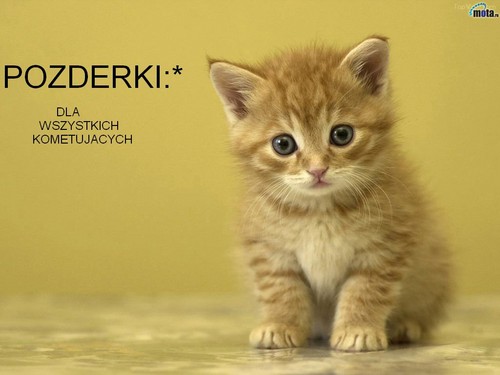 KOTECZEKl:*
