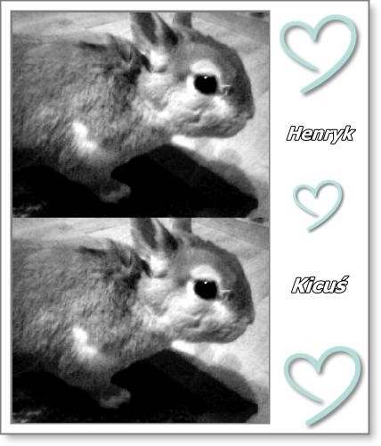 Kicus / Henryk
