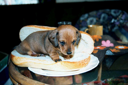 HOT-DOG