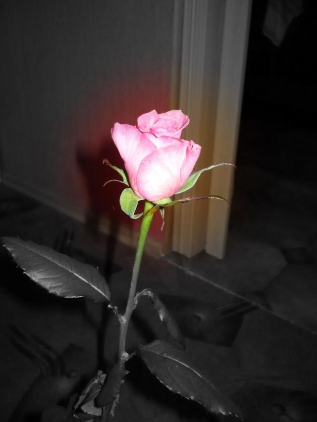 pink rose
