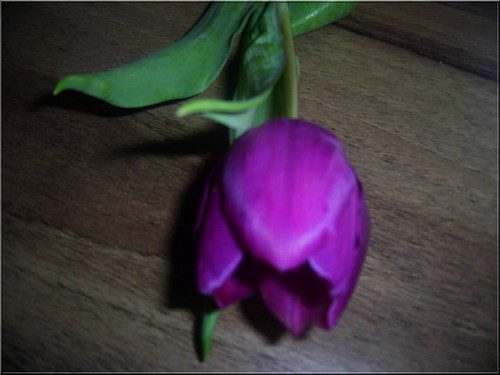 Tulipan.
