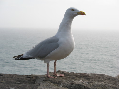 Wpis osiola