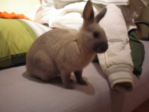 Misia
