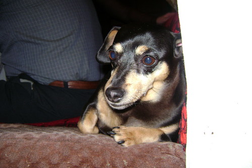 Wpis perla5
