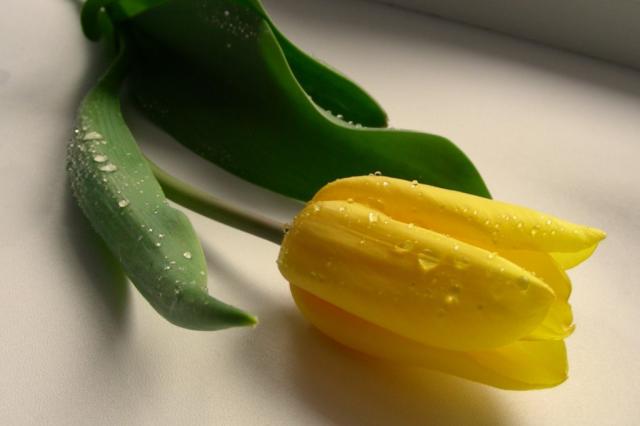 to-zielony tulipan ;d