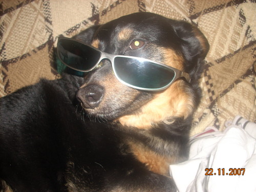 psie okulary