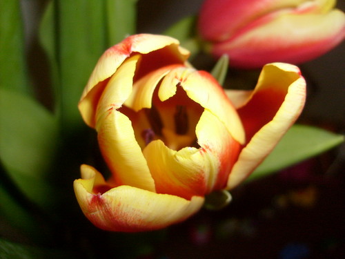 Tulipan