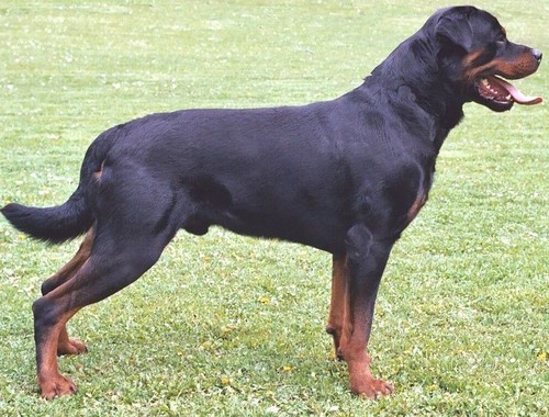 rottweiler