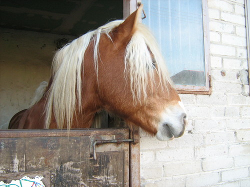 Wpis caballo15