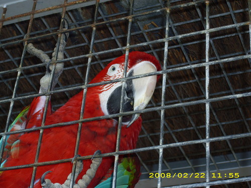 papuga
