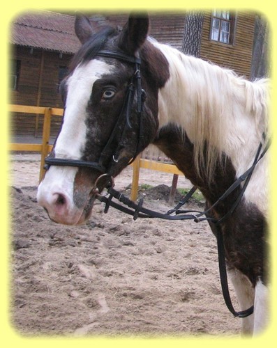 Wpis koniemaster