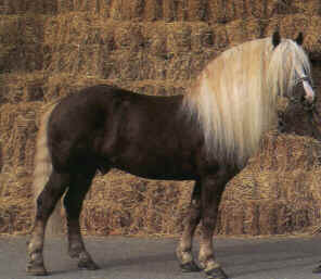 ::::::::::Konik::::::::::