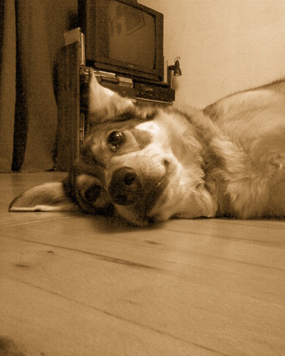 Doggggg