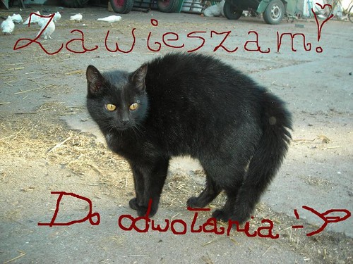 zawieszam