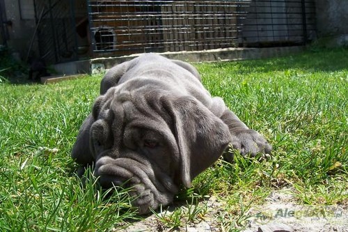 Mastino Napoletano