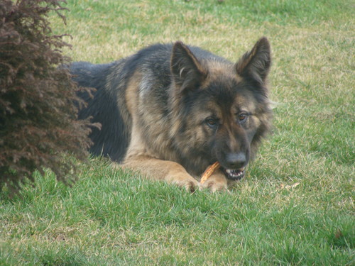 SITKA