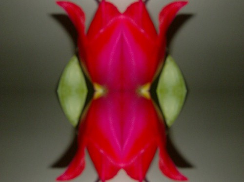 TULIPAN:)