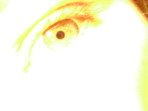 eye