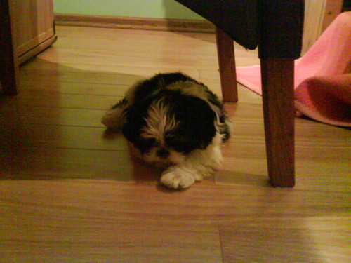 moj lew tybetaski :)