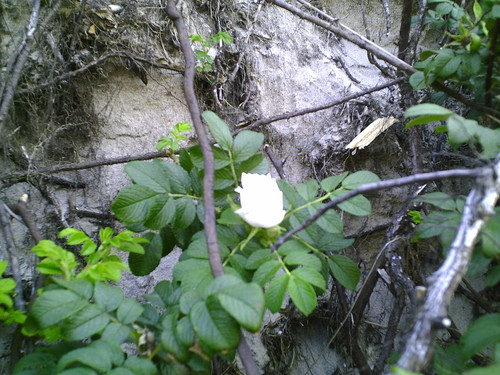 Wpis animasola