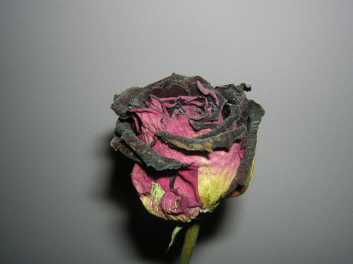 rӿ@ ---;--@