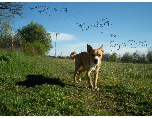 Rudzik-flying dog