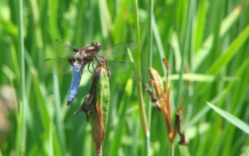Odlatujca Waka