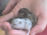 malutkie chomiczki :):):):) hihi