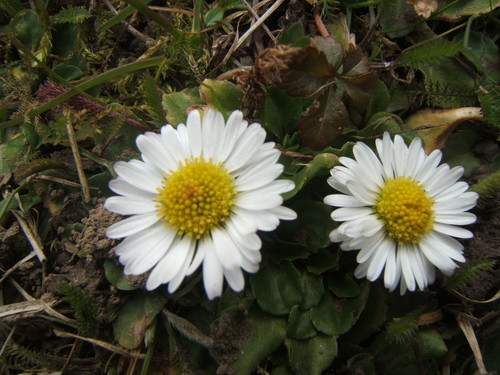 Wpis cichoczerwona